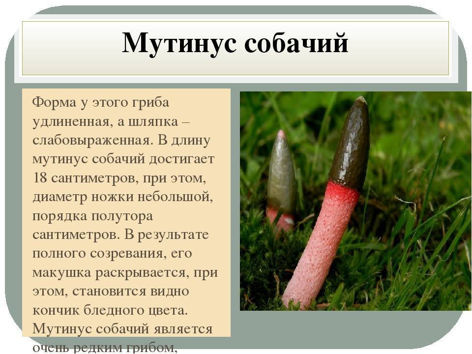 Решеточник красный: описание и фото гриба, интересные факты