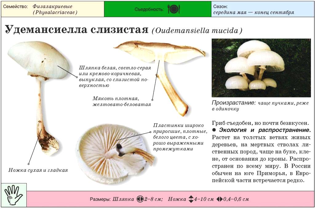 Гебелома клейкая (hebeloma crustuliniforme) или хреновый гриб: фото и описание