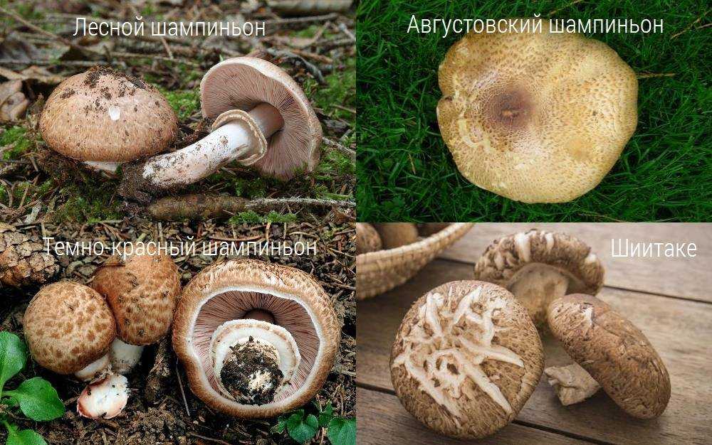 Шампиньон августовский – гриб с миндальным запахом — викигриб