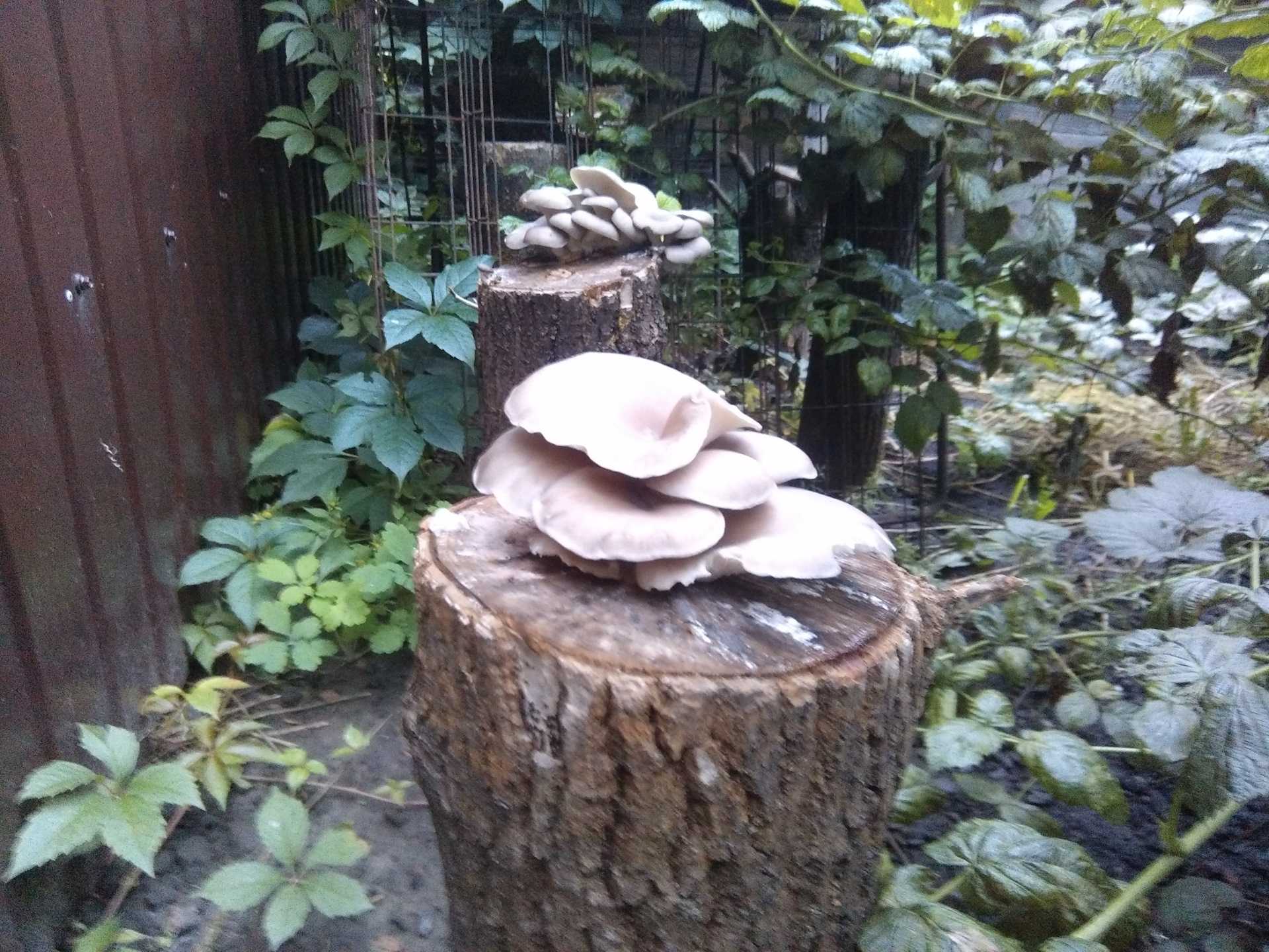 Выращивание грибов вешенок: мой опыт за 15 лет