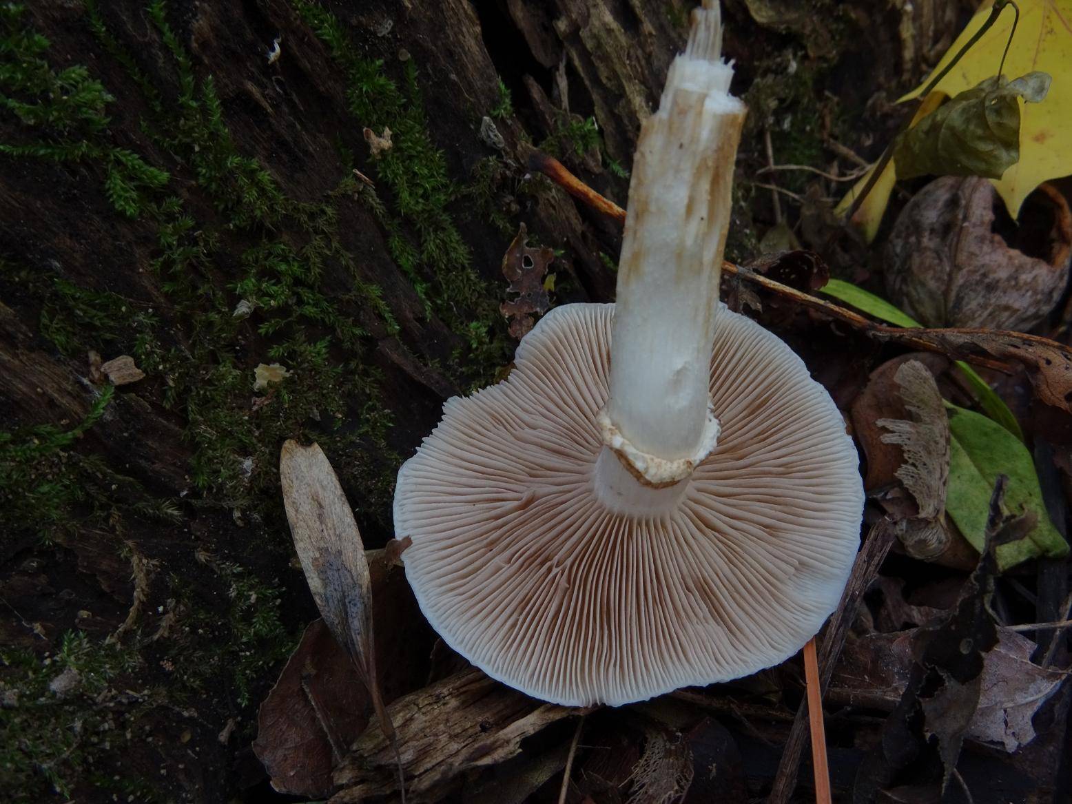 Зонтик пестрый, большой или высокий (macrolepiota procera): фото, описание и как приготовить съедобный гриб