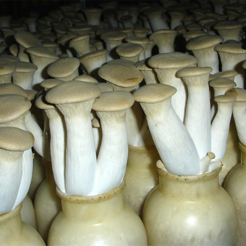 Белый степной гриб (еринги): фото