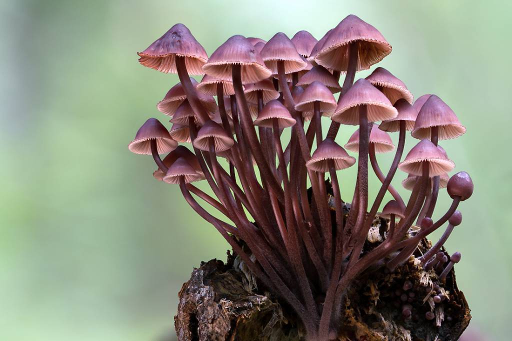 Мицена розовая (mycena rosea)