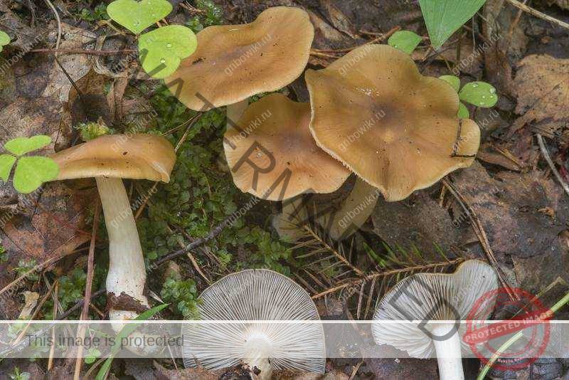 Ядовитая энтолома, или розовопластинник: отличия от других грибов, места произрастания, признаки отправления