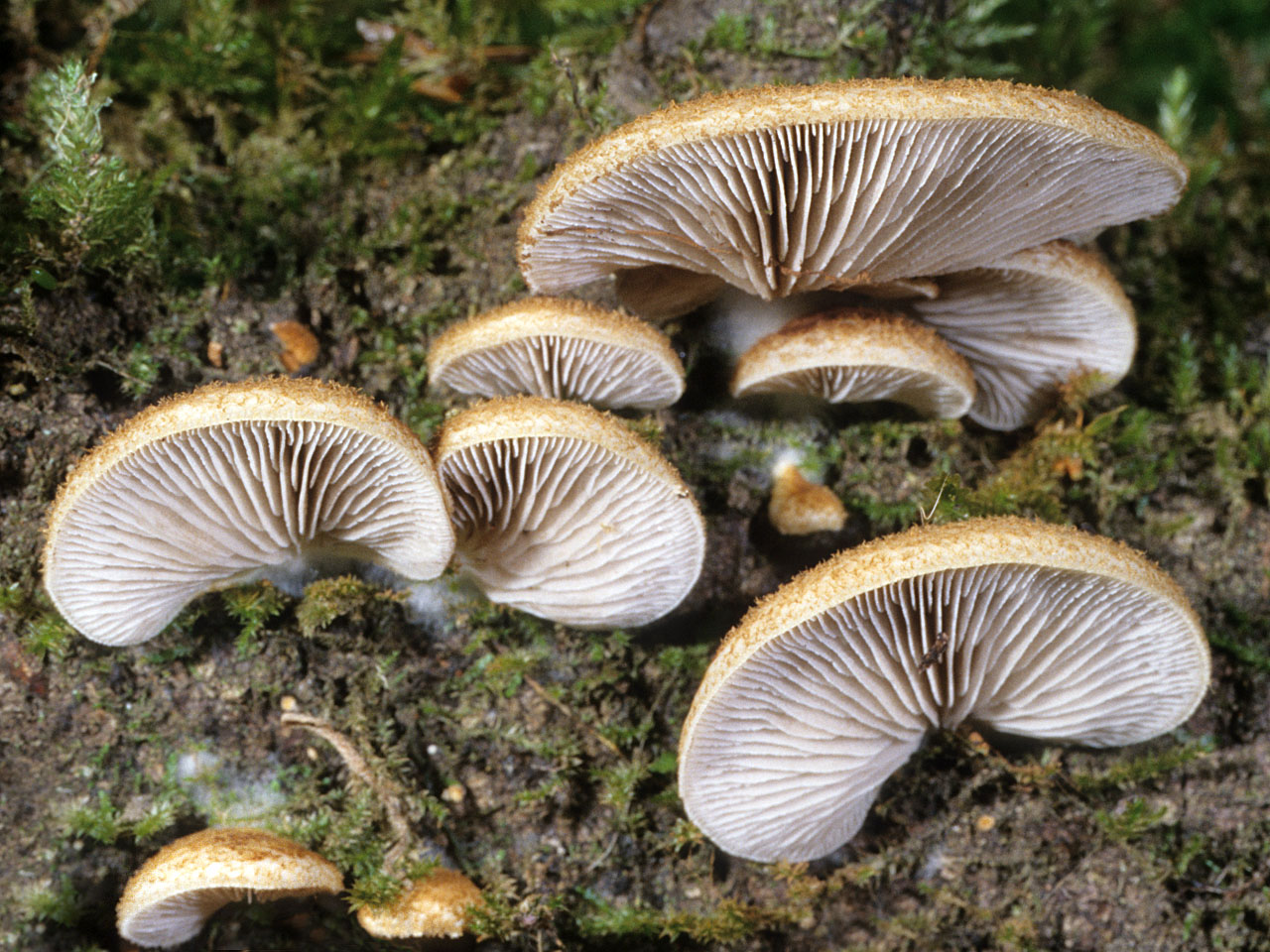 Крепидот мягкий (crepidotus mollis) – грибы сибири