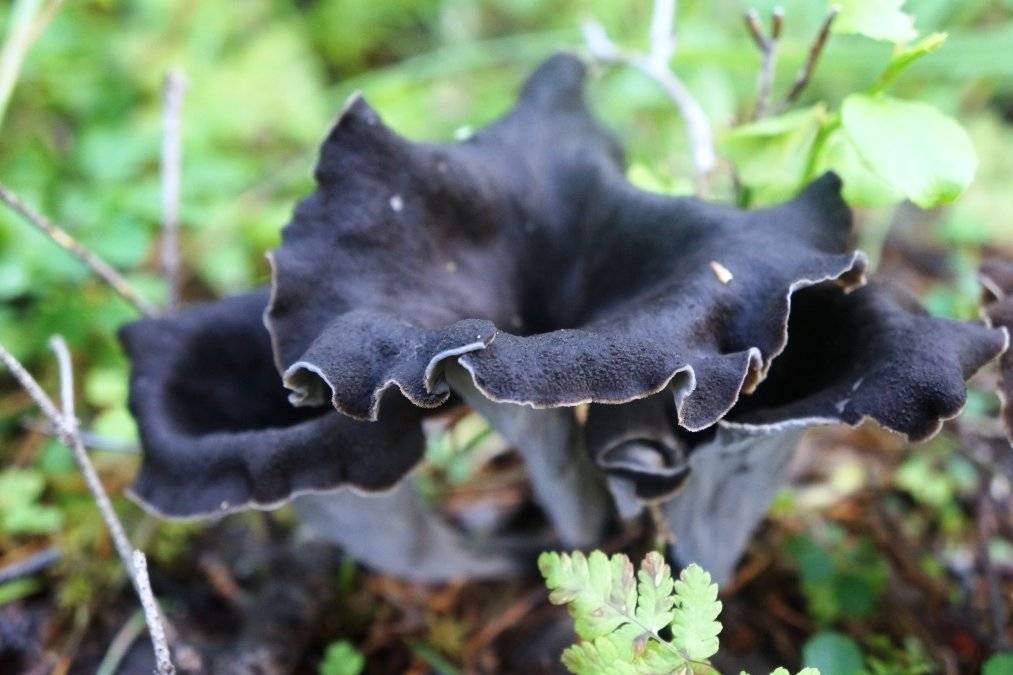 Черная лисичка (вороночник рожковидный): описание, где растет, как выглядит, можно ли есть, фото