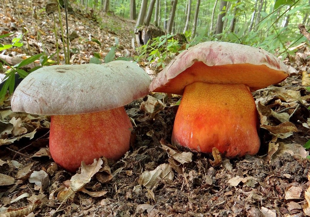 Белый гриб синеет или темнеет на срезе: съедобный или нет, 11 видов
