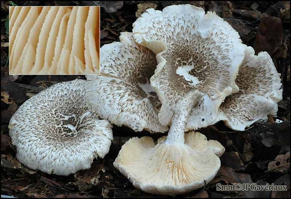 Миценаструм кожистый — описание гриба , где растет, похожие виды, фото