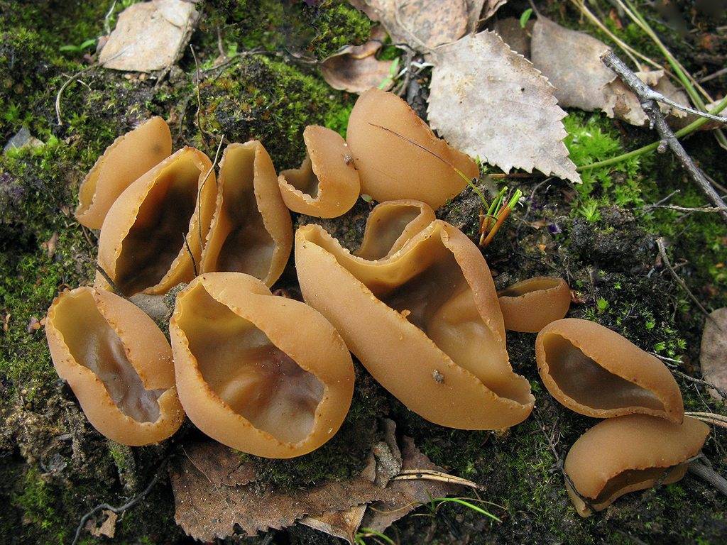 Польский гриб, или моховик каштановый (imleria badia): где растет, имеет ли ложных двойников, какими качествами обладает, рецепты приготовления