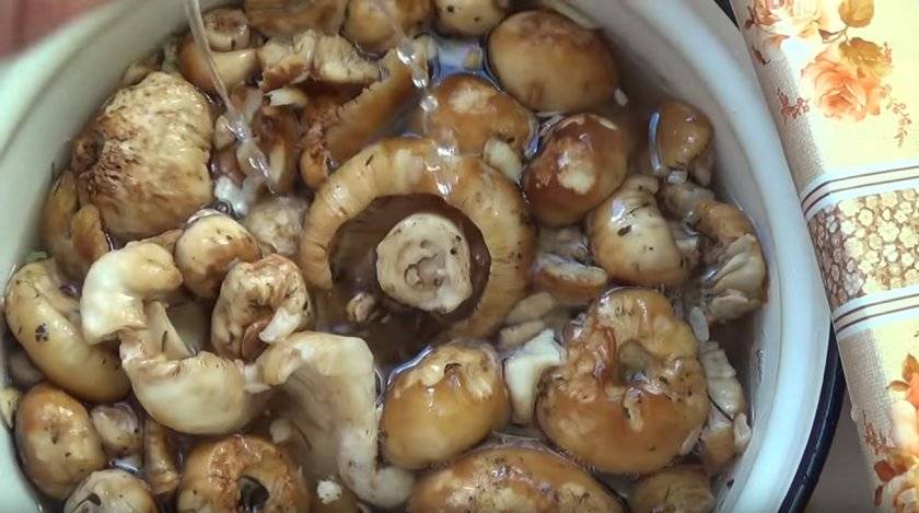 Как солить грибы бычки в банках: солим валуи горячим и холодным способом » сусеки