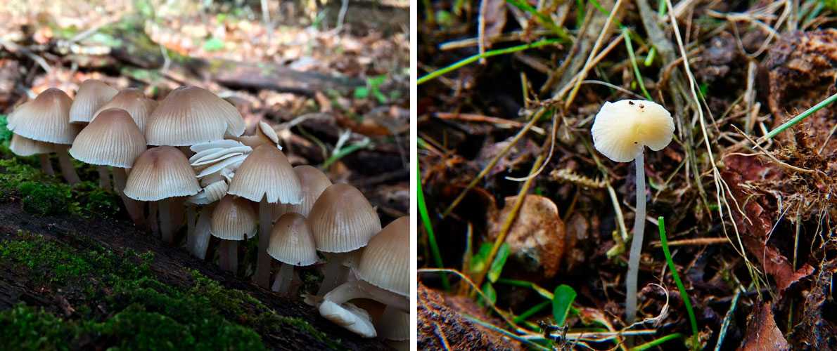 Топ-12 самых редких грибов в мире: названия и фото с описаниями