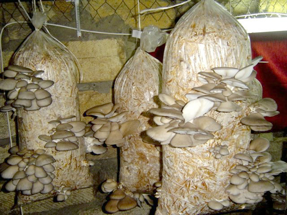 Выращивание грибов в домашних условиях для новичков - советы и технологии
