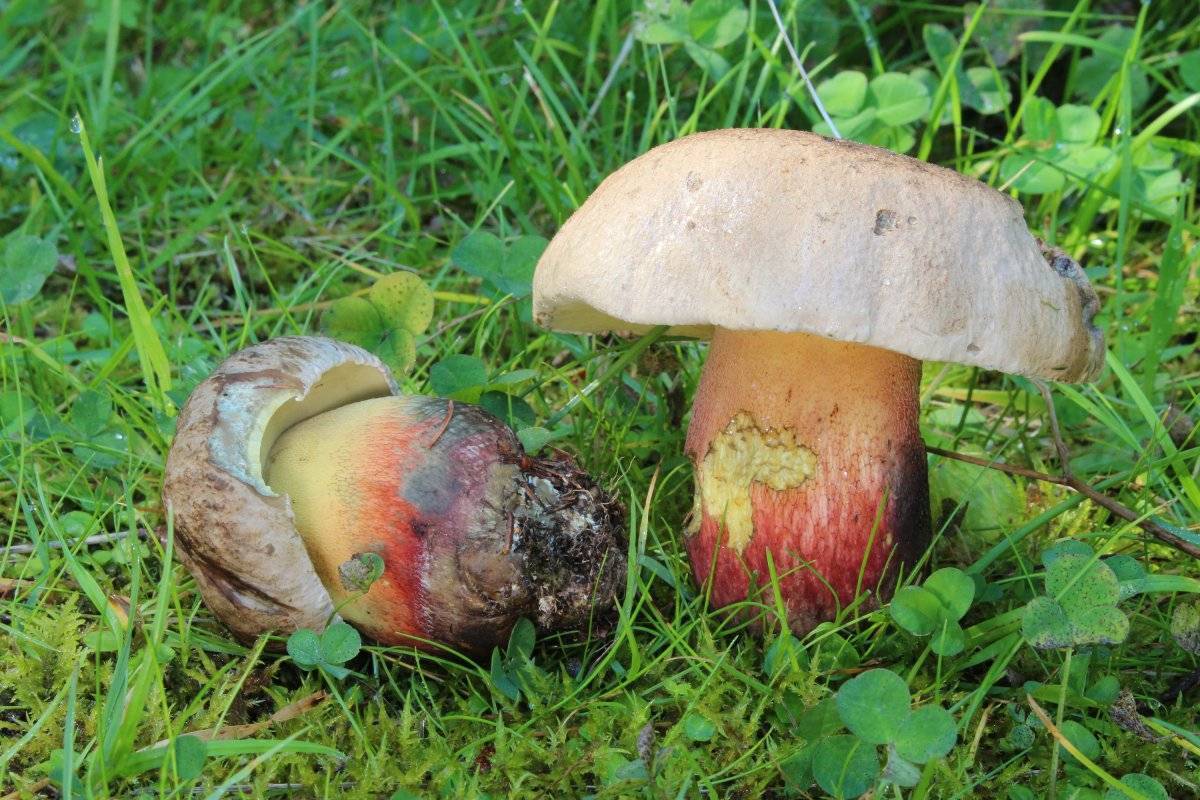 Губчатые грибы: 90 фото съедобных и ядовитых (+ разновидности)