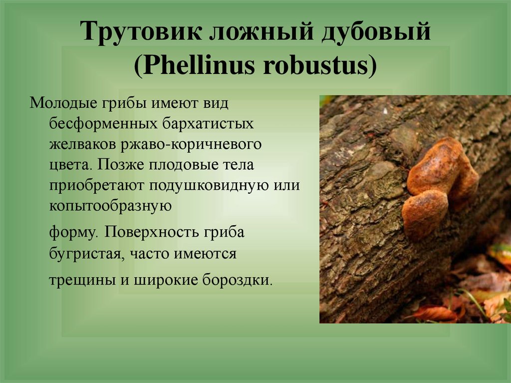 Трутовик ложный обожжённый (phellinus igniarius) фото и описание