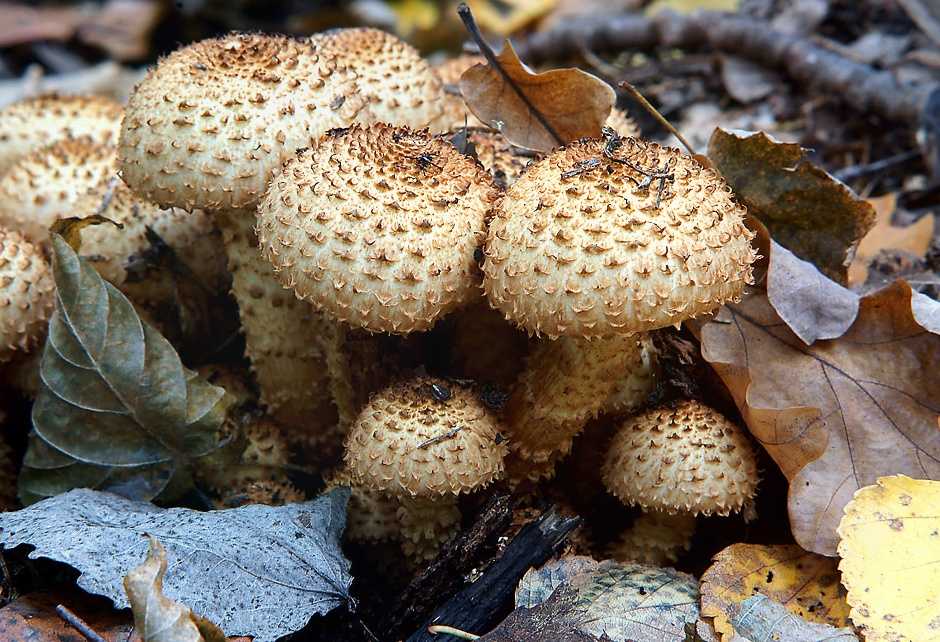 Чешуйчатка золотистая – фото и описание гриба, когда собирать, видео, где найти, двойники