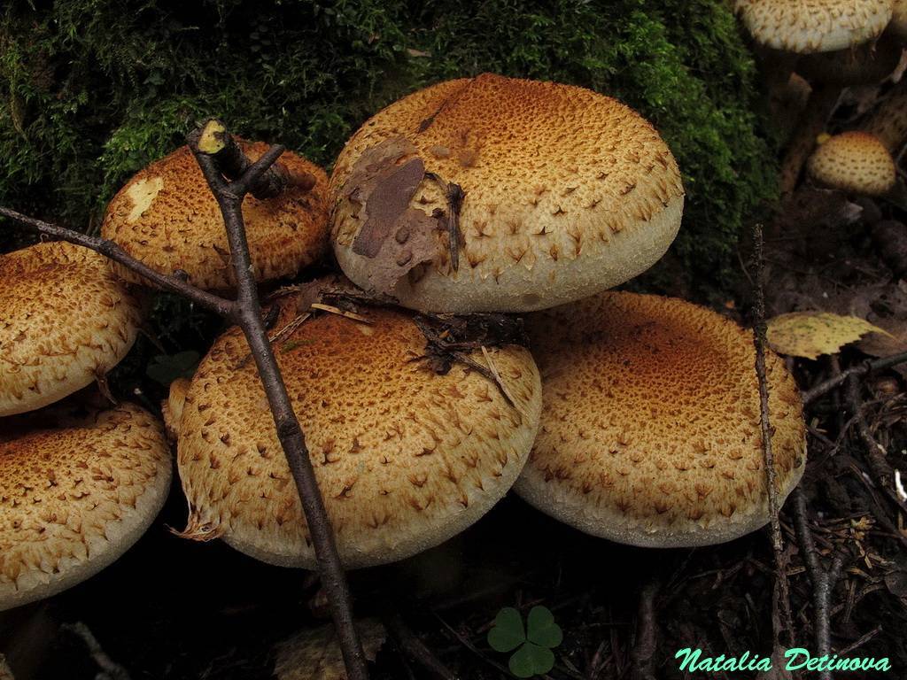 Чешуйчатка золотистая – фото и описание гриба, когда собирать, видео, где найти, двойники