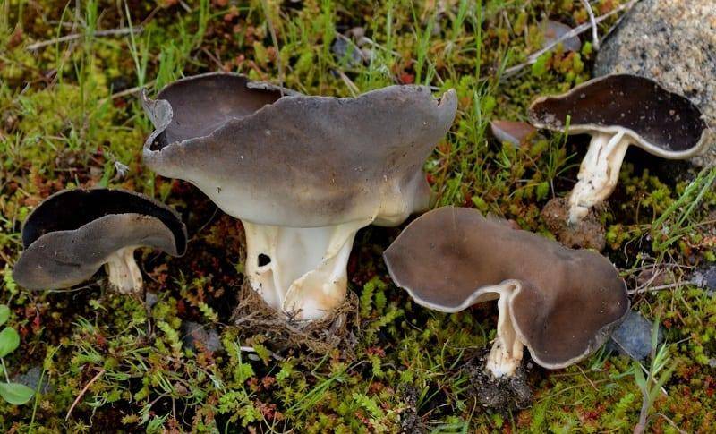 Гриб лопастник гельвелла бокальчатая (helvella acetabulum): фото и описание гриба