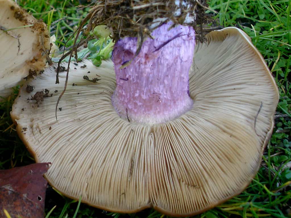 Рядовка лиловоногая (синяя ножка, синеножка): когда собирать, где растет гриб синий корень