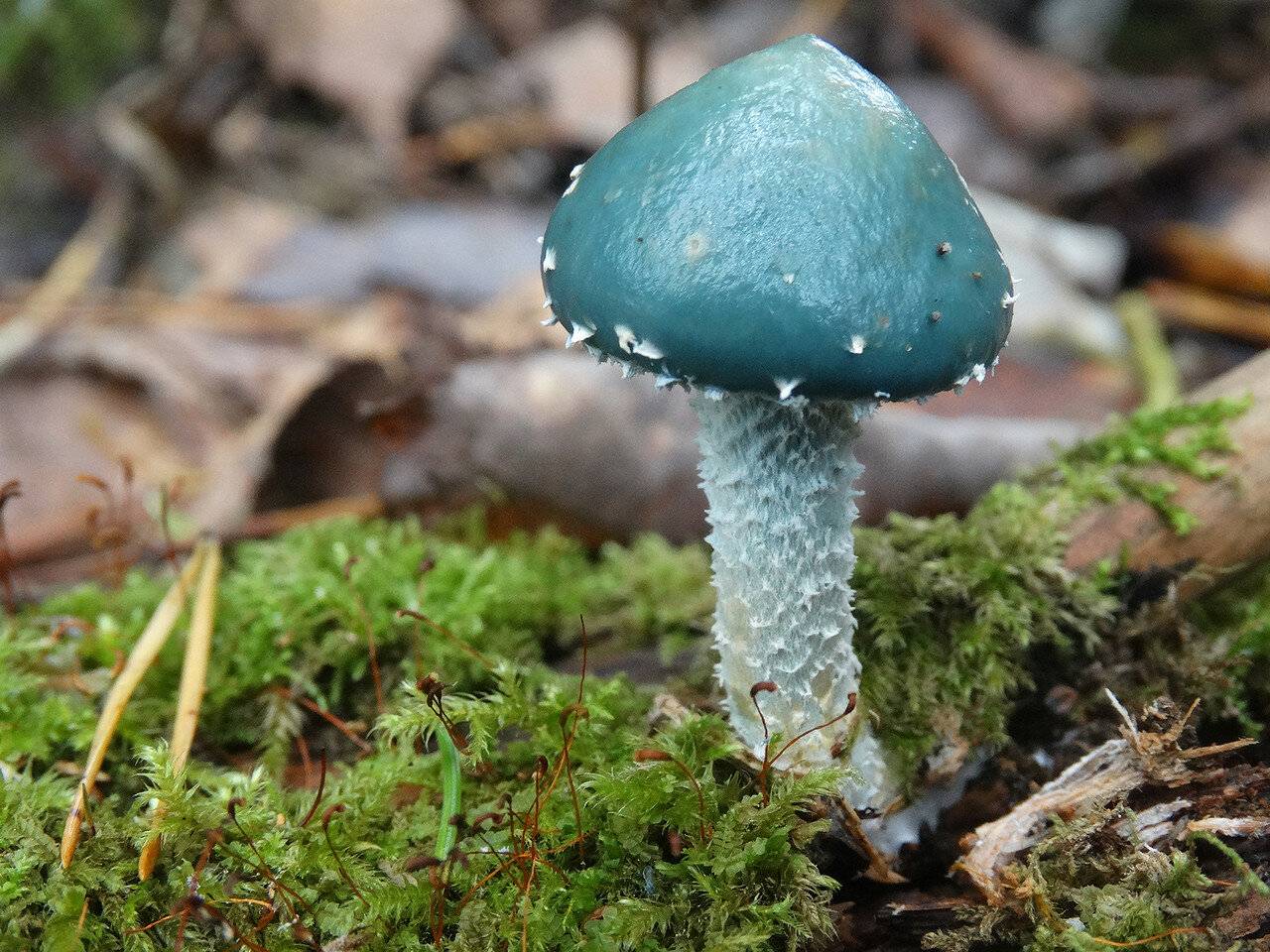 Строфария небесно-синяя (stropharia caerulea): фото и описание гриба