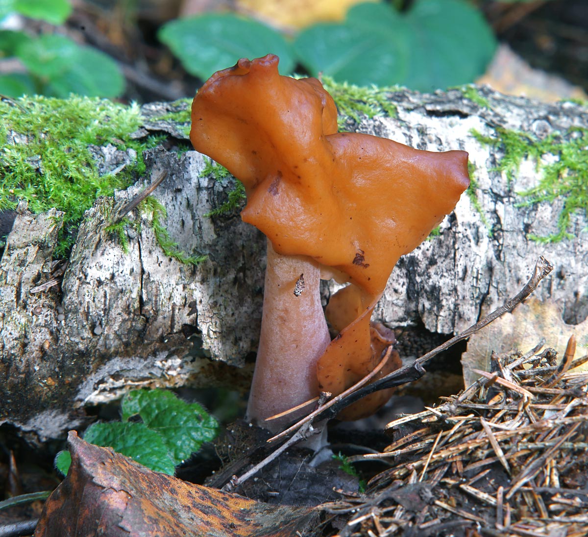 Строчок осенний несъедобные грибы