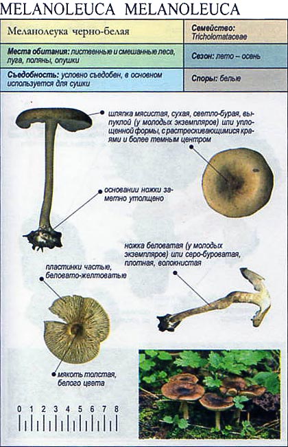 Меланолейка коротконожковая (melanoleuca brevipes) – грибы сибири