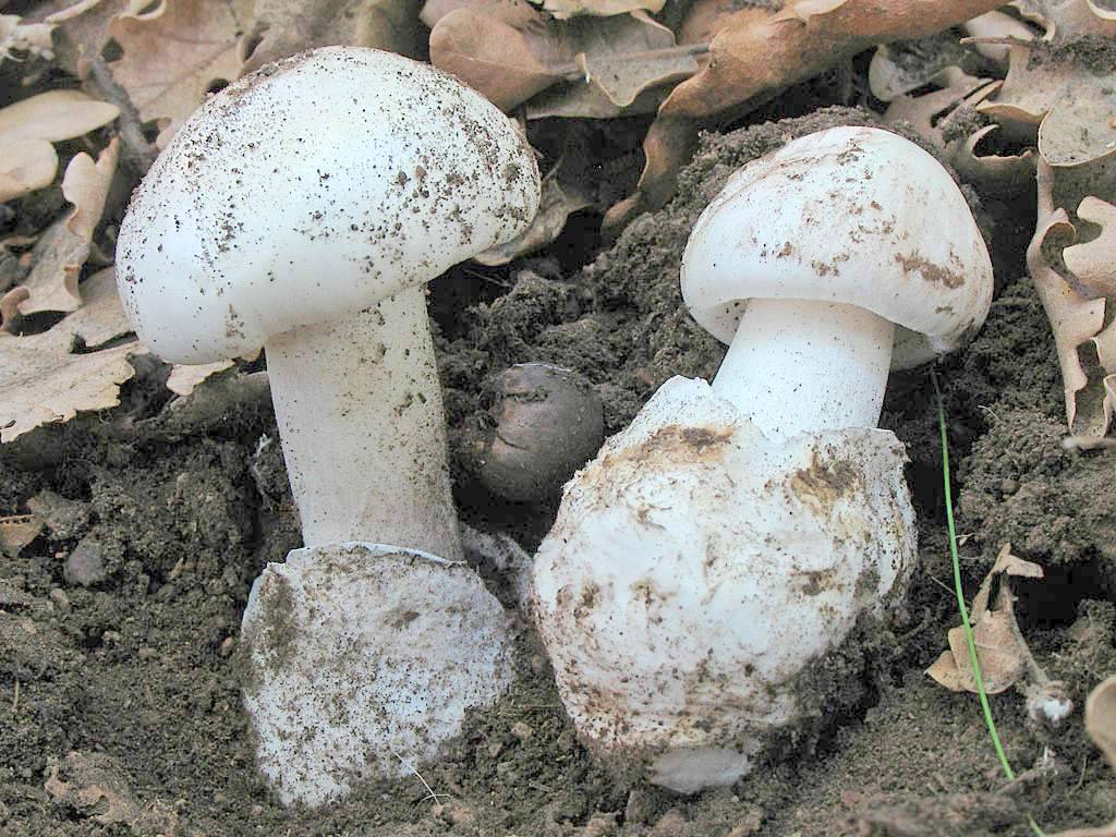 Мухомор: съедобные и ядовитые виды гриба