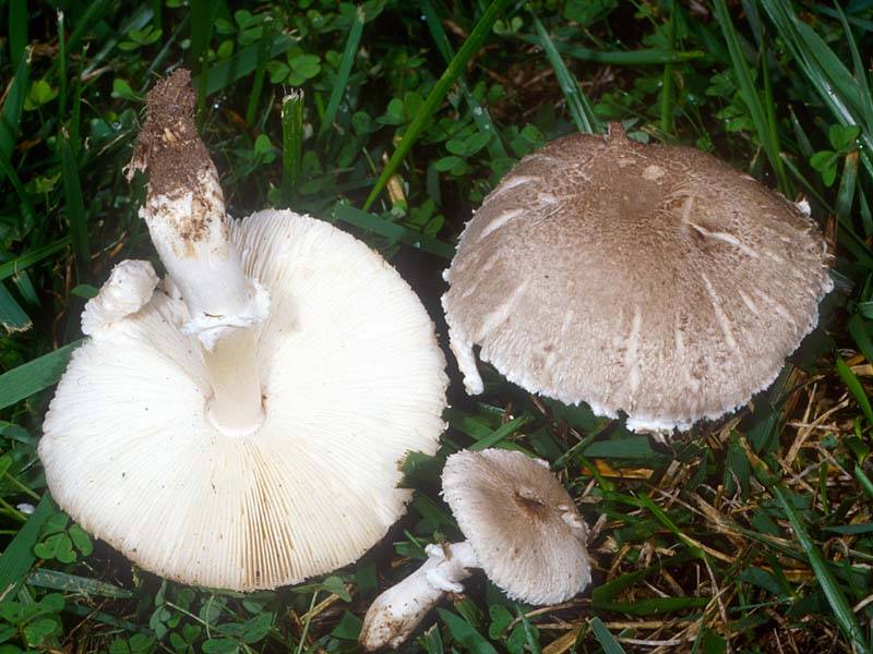 Выращивание грибов шампиньонов: особенности домашнего бизнеса | cельхозпортал