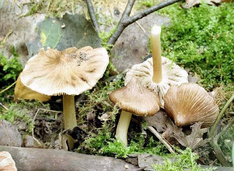 Волоконница патуйяра — фото и описание гриба, как выглядит и где растет