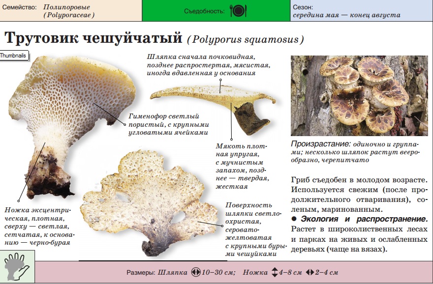 Древесные грибы и их виды ???????? фото и описание