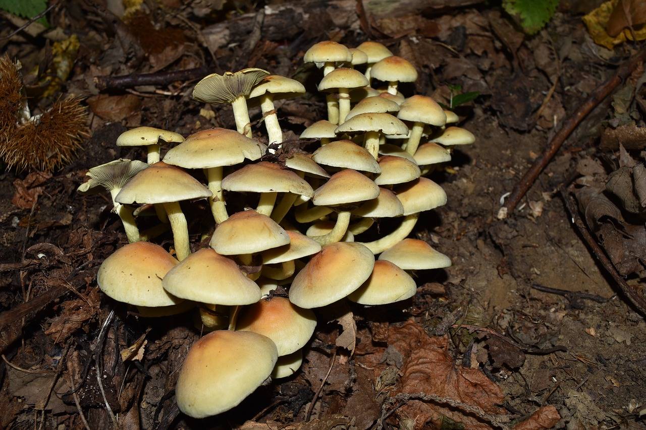 Опенок осенний – опасные двойники гриба.