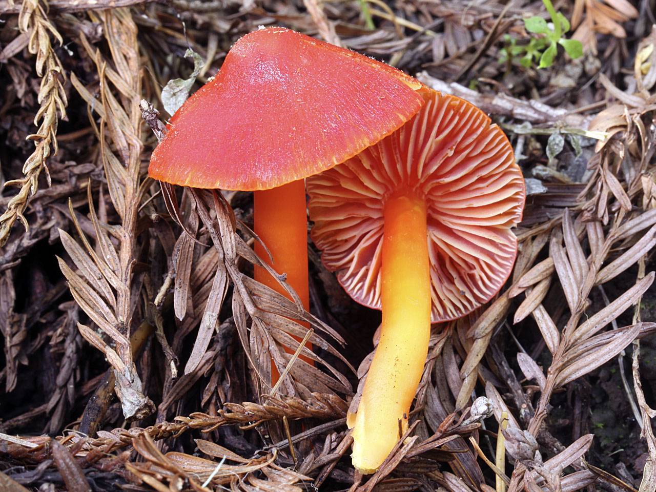 Гигроцибе (hygrocybe) – грибы сибири