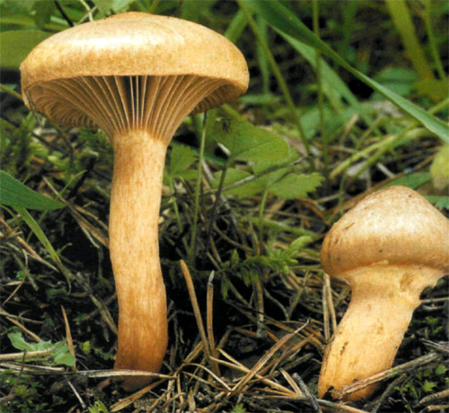Что мы знаем о мокрухе? анатомия странного гриба