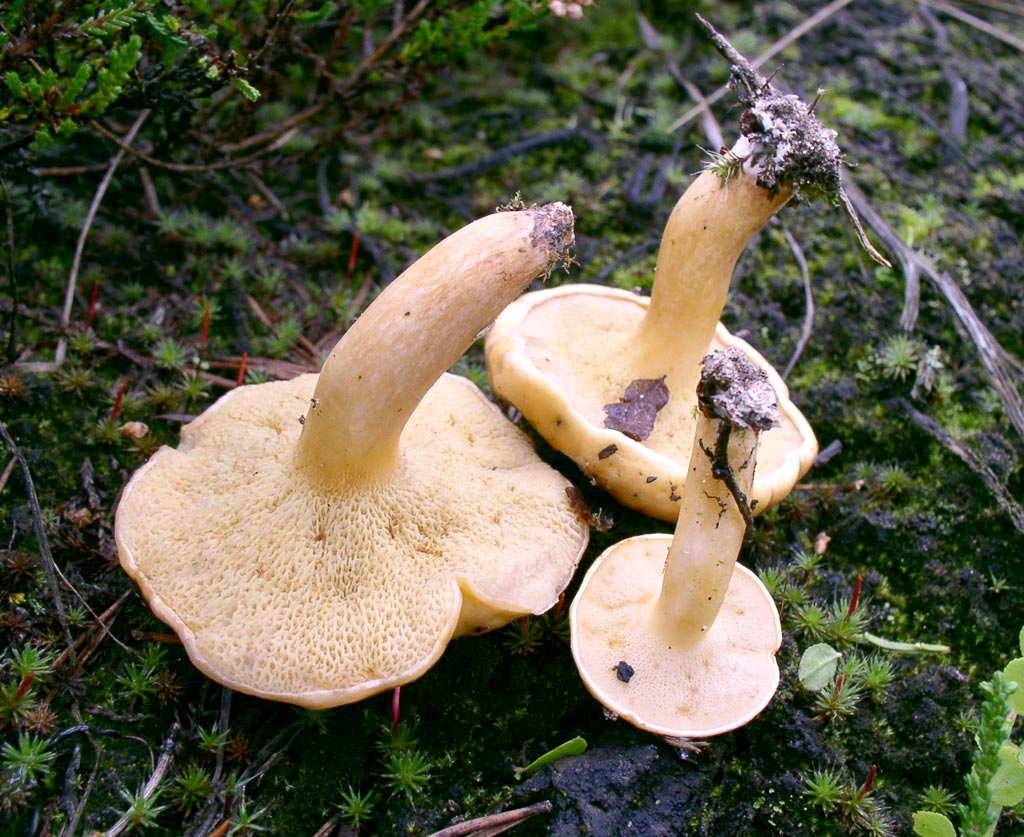 Моховики и козляки (грибы). описание, фото и виды