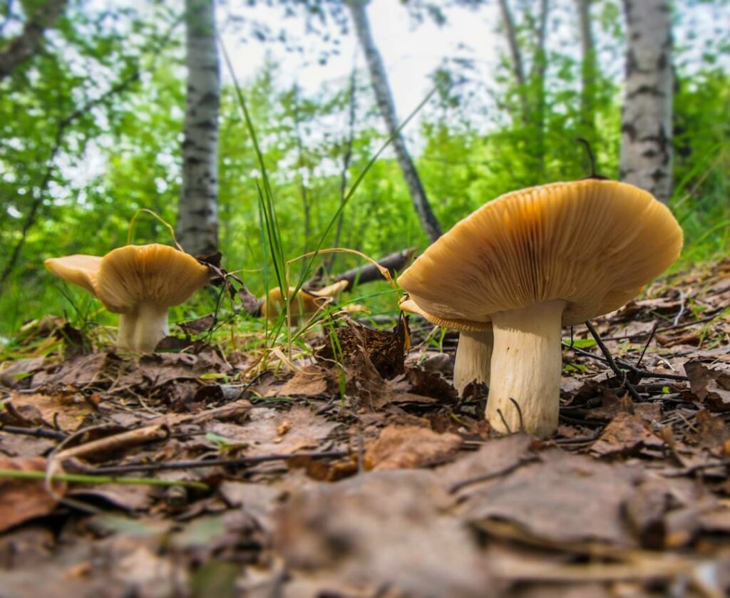 Валуй (russula foetens) – грибы сибири