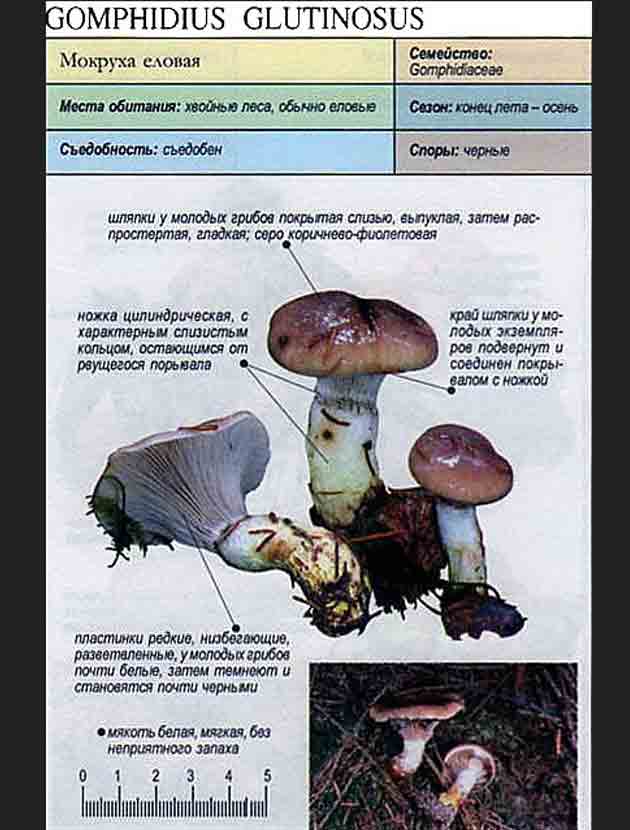 Мокруха пурпуровая - еловый гриб, подробное описание с фото