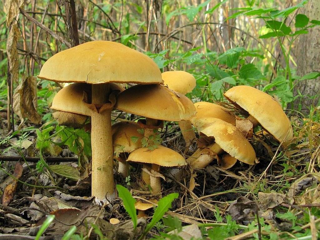 Луговые грибы – дети солнца и зелени + видео