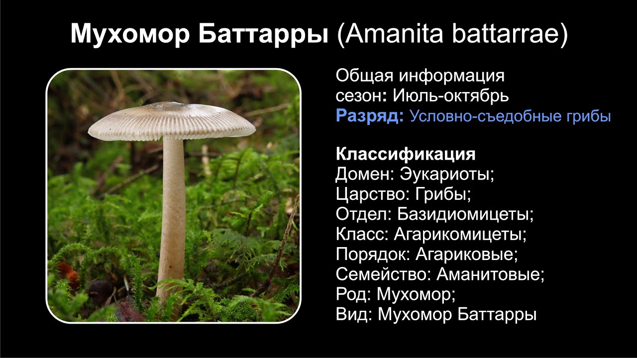Поплавок шафрановый: описание гриба, места распространения