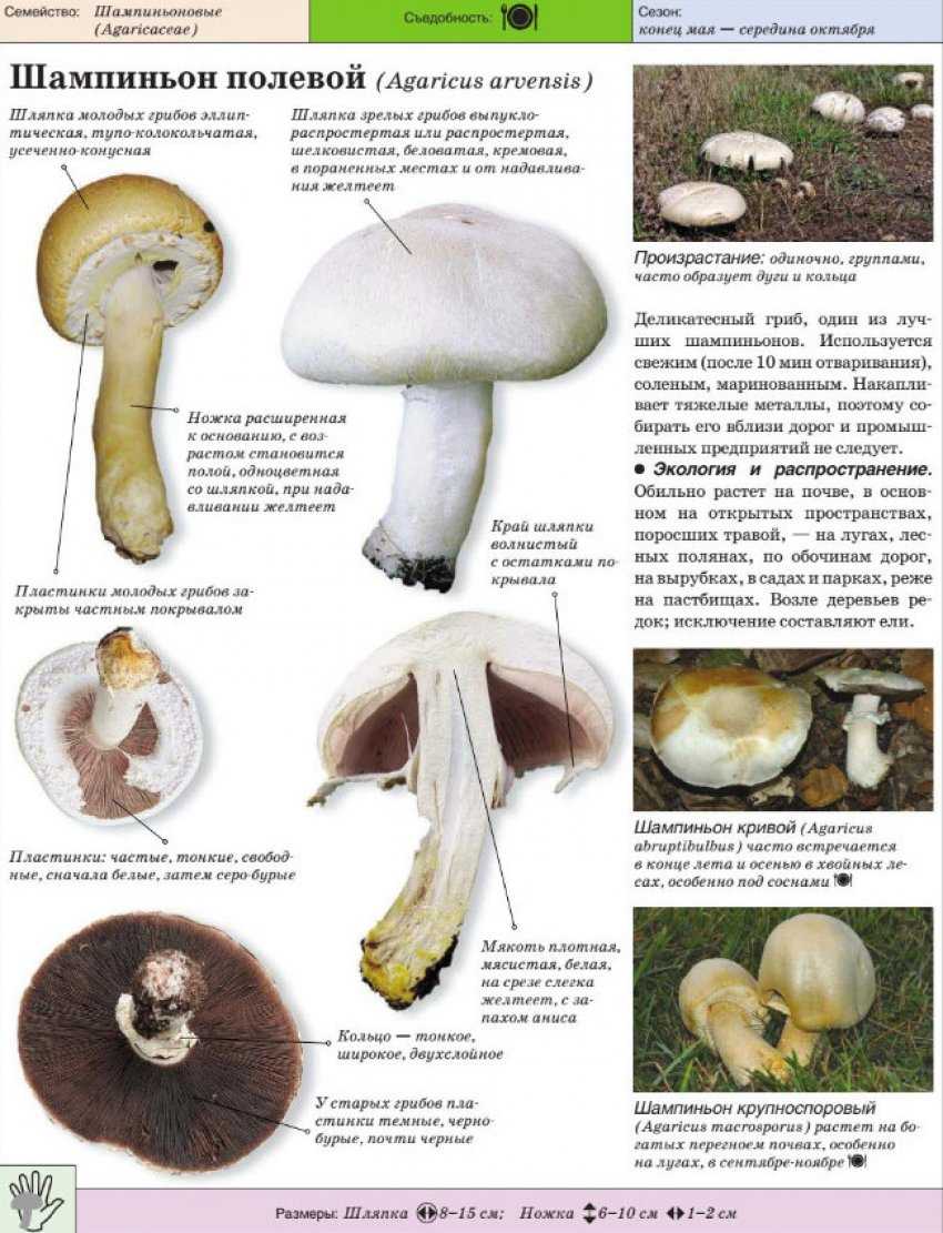 Блины фаршированные грибами рецепт с фото - 1000.menu