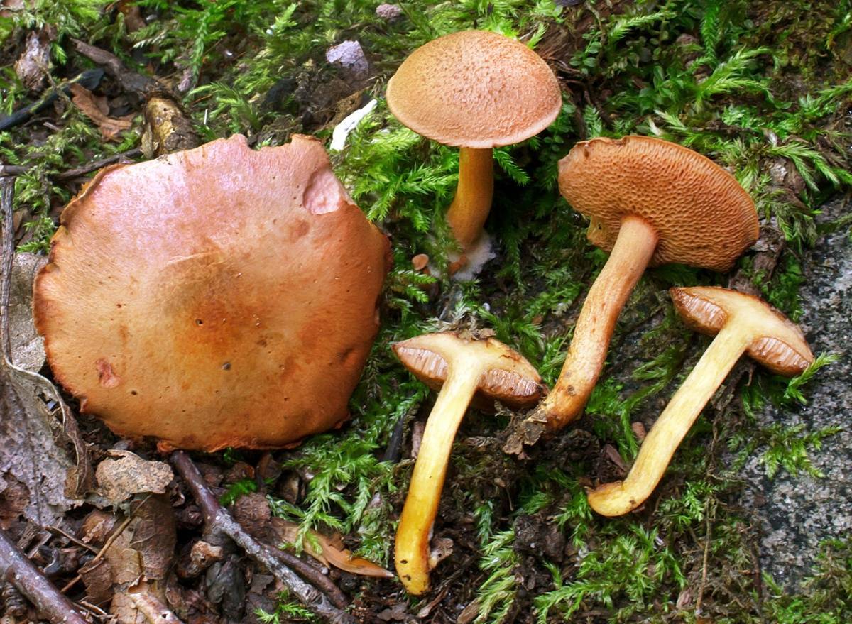 Грибы с плодовыми телами необычной формы – энциклопедия «гриб-инфо»