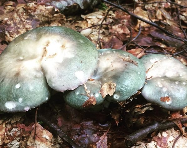 При варки грибы стали зелеными
