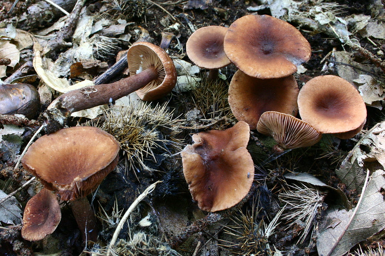 Серушка (lactarius flexuosus): описание, фото, как отличить гриб от других видов и как его готовить