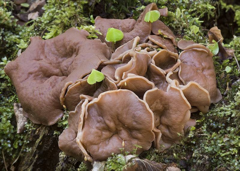 Ложный белый гриб: фото и описание, как отличить боровика от желчного и других двойников