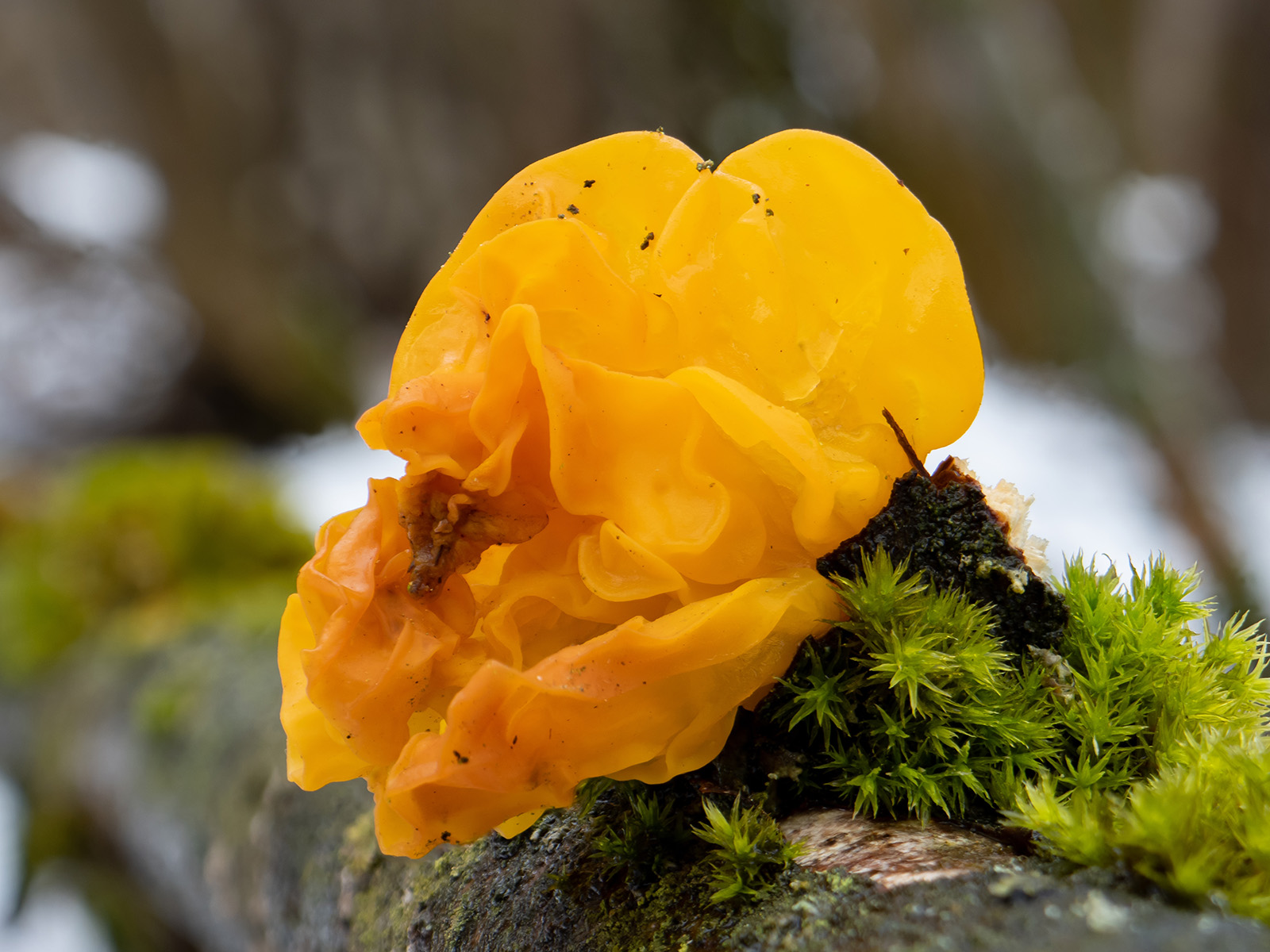 Дрожалка оранжевая - описание, где растет, ядовитость гриба