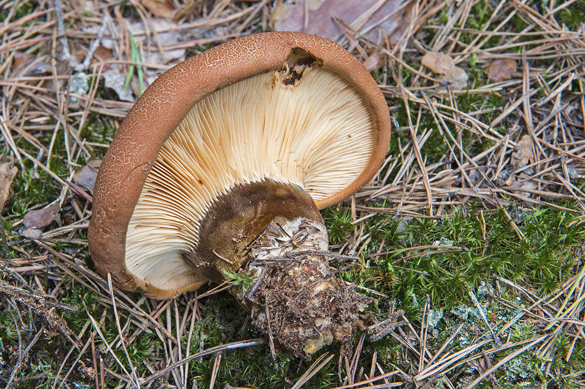 Съедобные или нет грибы свинухи: виды, описание, отличие от ядовитых