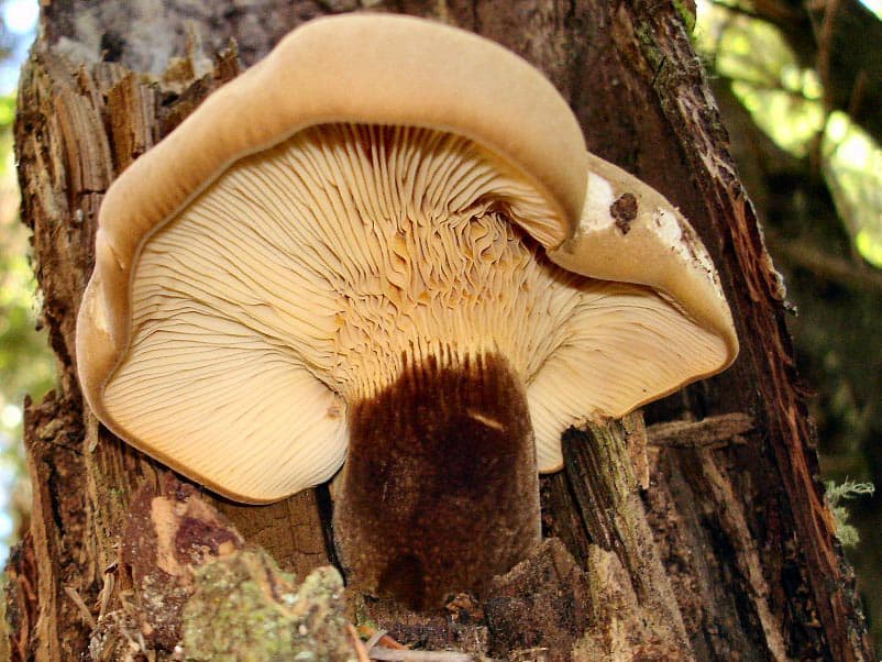 Свинушка толстая - описание, где растет, ядовитость гриба