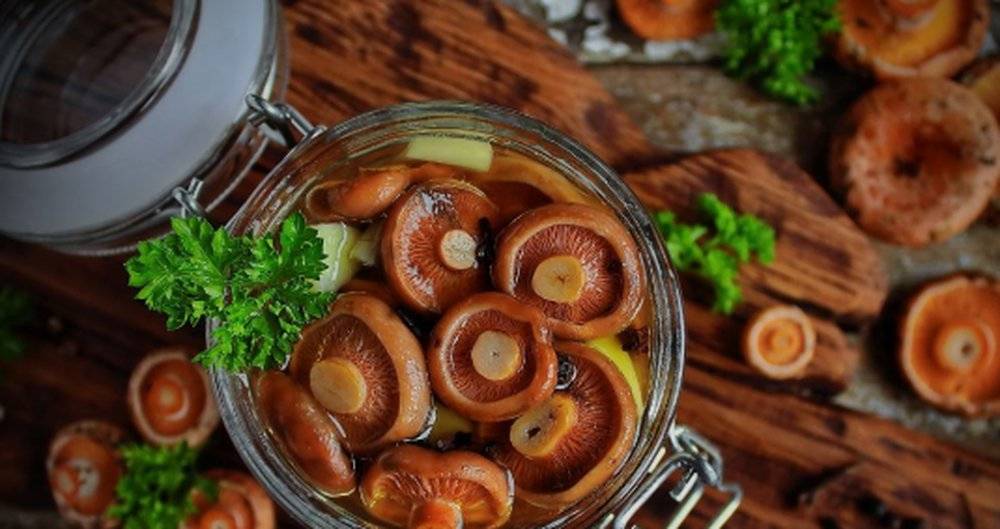 Избранные рецепты приготовления грибов рыжиков