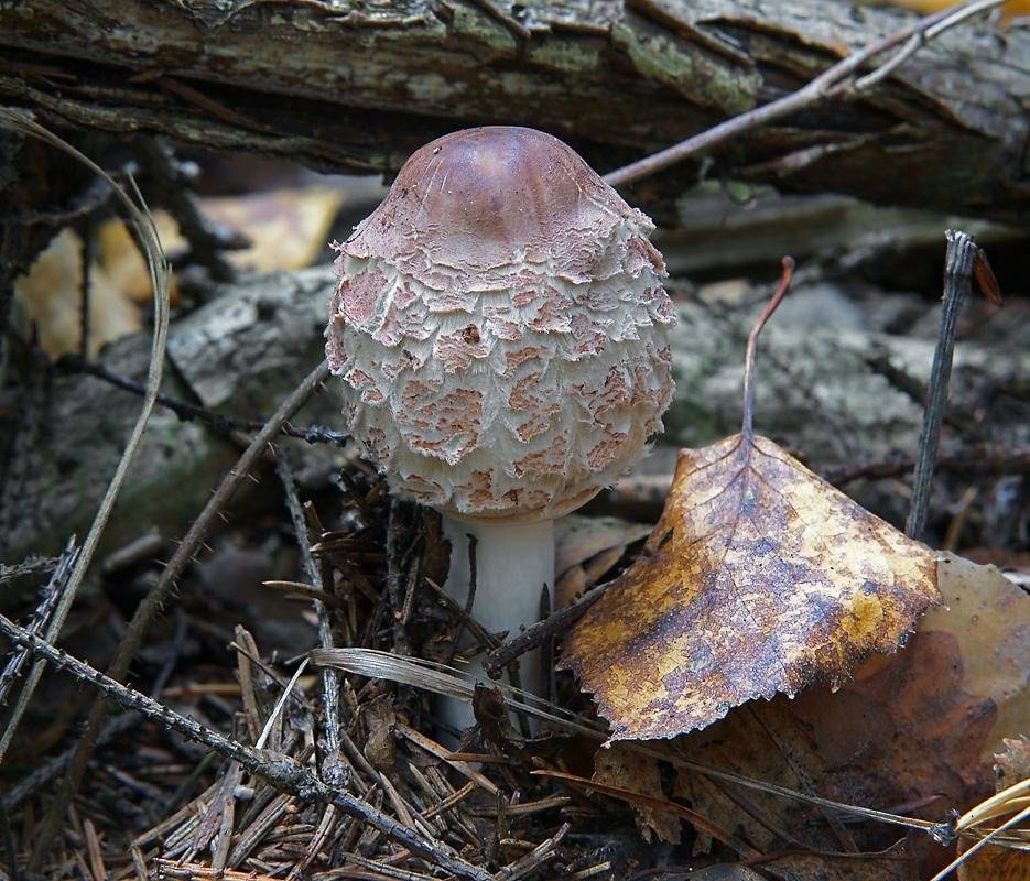 Зонтик конрада (macrolepiota konradii): фото и описание гриба