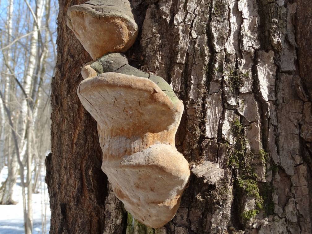 Трутовик ложный или дубовый (phellinus igniarius): фото, описание, поделки из гриба, лечебные свойства и как отличить от настоящего