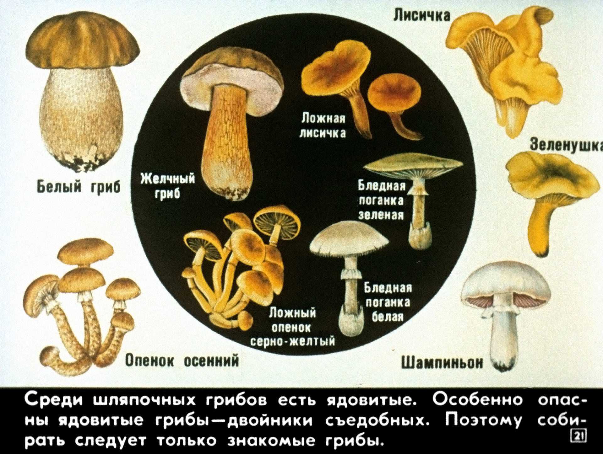 Как отличить съедобные рядовки от ядовитых грибов
