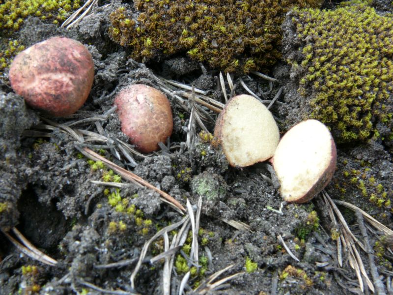 Ризопогон розоватый (rhizopogon roseolus) фото и описание